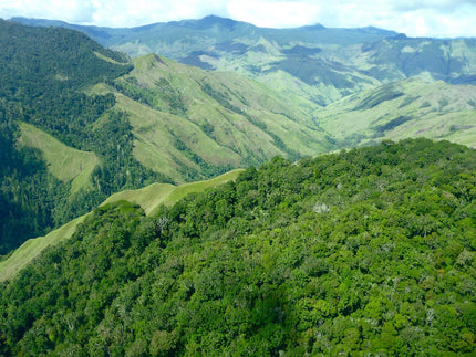 Een unieke koffie uit Papua New Guinea